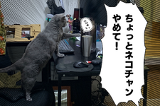 【吉田輝和の絵日記】プレイヤーはネコのあらゆる悪意を目撃する!ネコチャンオープンワールド『Little Kitty, Big City』 画像